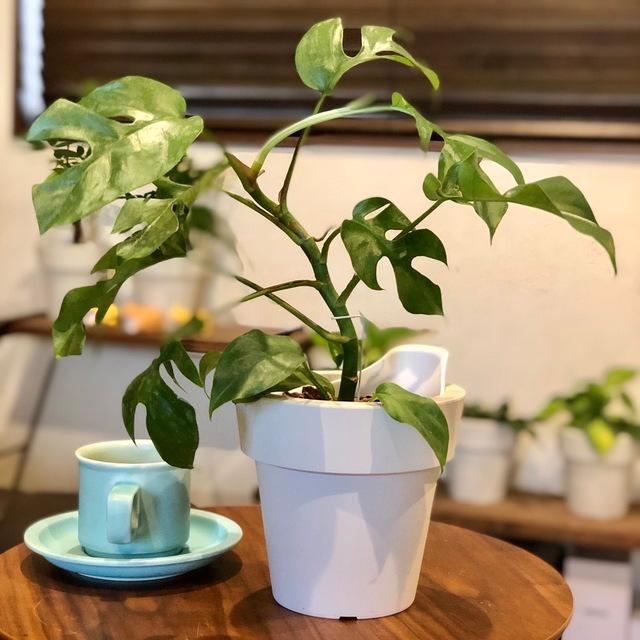 観葉植物　おしゃれ　オーランポット モンステラ　ベラボン植え　観葉植物　インテリア　引っ越し　ギフト |  | 01
