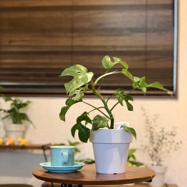 観葉植物　おしゃれ　オーランポット モンステラ　ベラボン植え　観葉植物　インテリア　引っ越し　ギフト |  | 02