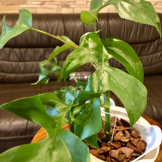 観葉植物　おしゃれ　オーランポット モンステラ　ベラボン植え　観葉植物　インテリア　引っ越し　ギフト |  | 03