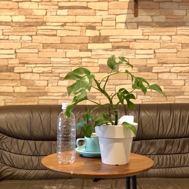 観葉植物　おしゃれ　オーランポット モンステラ　ベラボン植え　観葉植物　インテリア　引っ越し　ギフト |  | 04