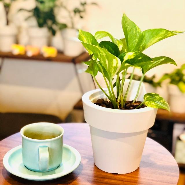 観葉植物　おしゃれ　オーランポット　ポトス　ゴールデン　観葉植物　インテリア　引っ越し　ギフト | 