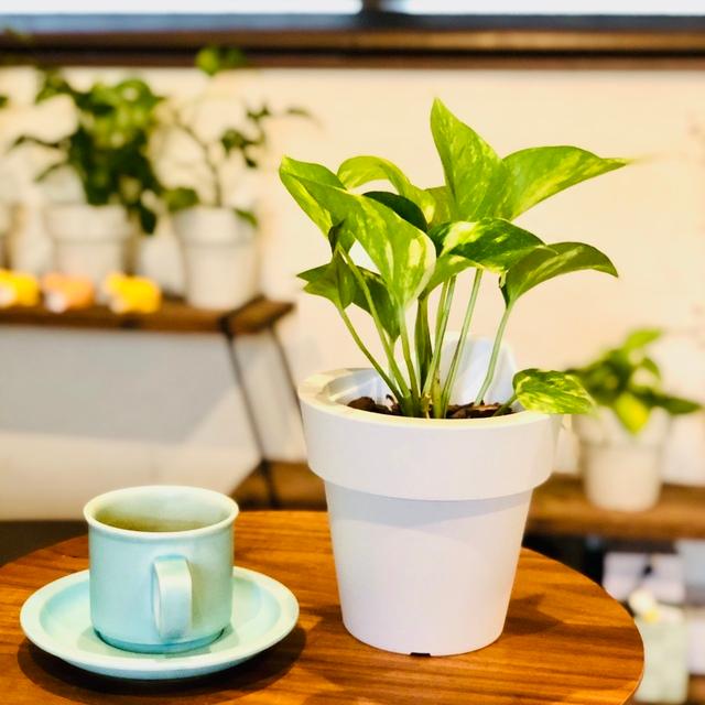 観葉植物　おしゃれ　オーランポット　ポトス　ゴールデン　観葉植物　インテリア　引っ越し　ギフト |  | 01