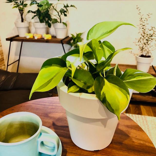 観葉植物　おしゃれ　オーランポット　ポトス　ゴールデン　観葉植物　インテリア　引っ越し　ギフト |  | 02