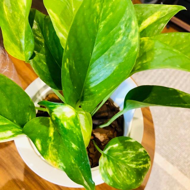 観葉植物　おしゃれ　オーランポット　ポトス　ゴールデン　観葉植物　インテリア　引っ越し　ギフト |  | 03