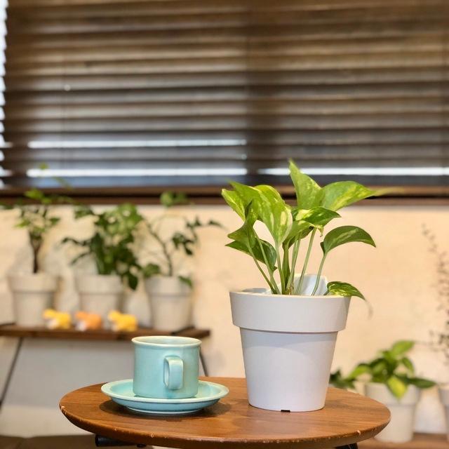 観葉植物　おしゃれ　オーランポット　ポトス　ゴールデン　観葉植物　インテリア　引っ越し　ギフト |  | 04