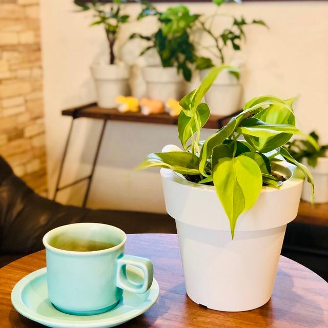 観葉植物　おしゃれ　オーランポット　オキシカルジュウム　観葉植物　インテリア　引っ越し　ギフト | 