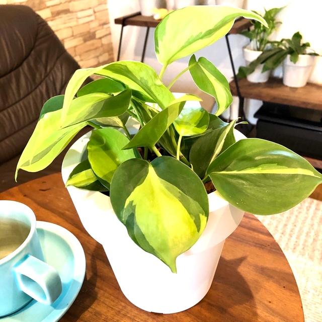 観葉植物　おしゃれ　オーランポット　オキシカルジュウム　観葉植物　インテリア　引っ越し　ギフト |  | 02
