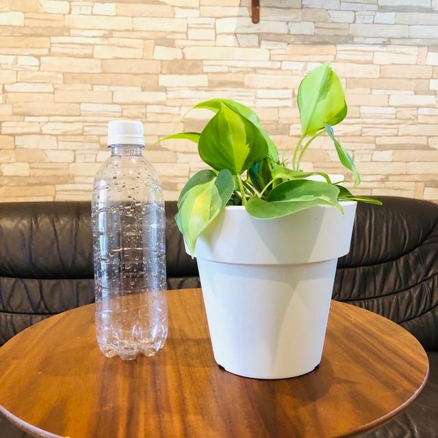 観葉植物　おしゃれ　オーランポット　オキシカルジュウム　観葉植物　インテリア　引っ越し　ギフト |  | 03