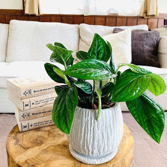 観葉植物　おしゃれ　モンステラ　ジェイドシャトルコック　アンティーク陶器鉢　受け皿付き　5号 | 