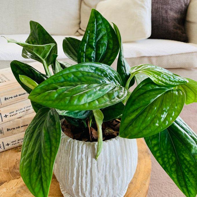 観葉植物　おしゃれ　モンステラ　ジェイドシャトルコック　アンティーク陶器鉢　受け皿付き　5号 |  | 01