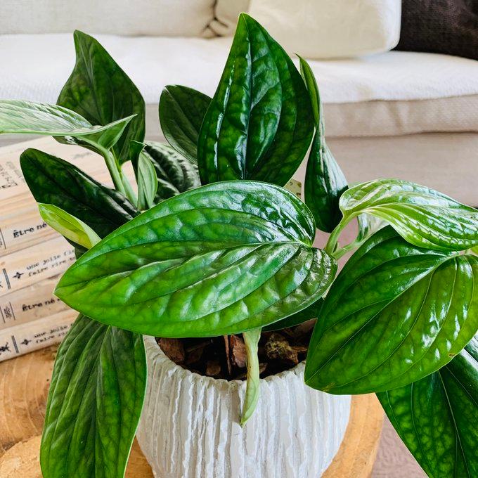 観葉植物　おしゃれ　モンステラ　ジェイドシャトルコック　アンティーク陶器鉢　受け皿付き　5号 |  | 02