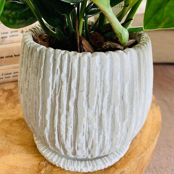 観葉植物　おしゃれ　モンステラ　ジェイドシャトルコック　アンティーク陶器鉢　受け皿付き　5号 |  | 03