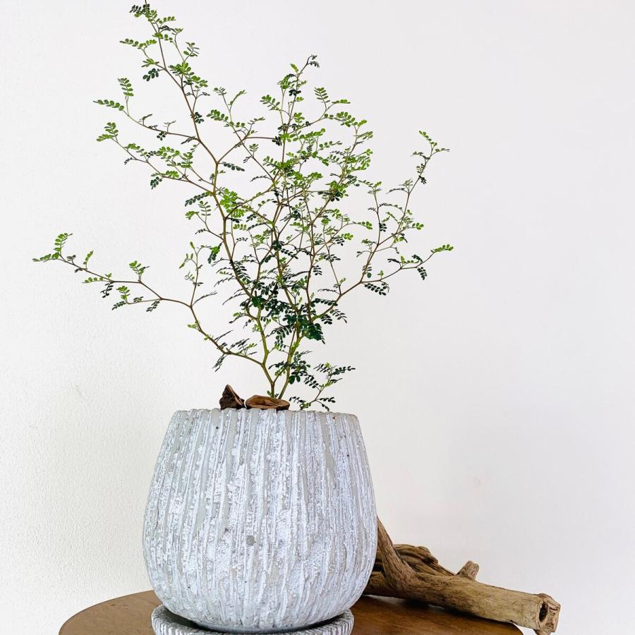 観葉植物 おしゃれ ソフォラ メルヘンの木 大型 アンティークjホワイト