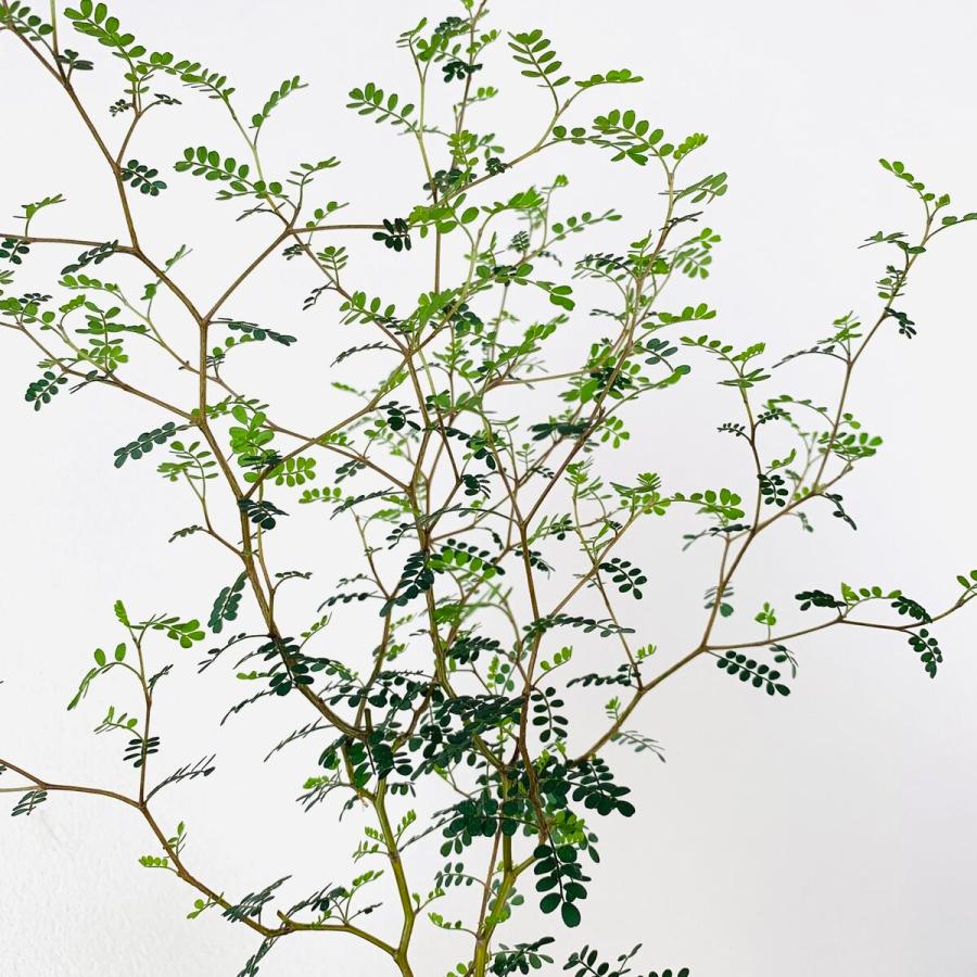 観葉植物　おしゃれ　ソフォラ　メルヘンの木　大型　アンティークjホワイト陶器鉢　受け皿付き　5号 |  | 02