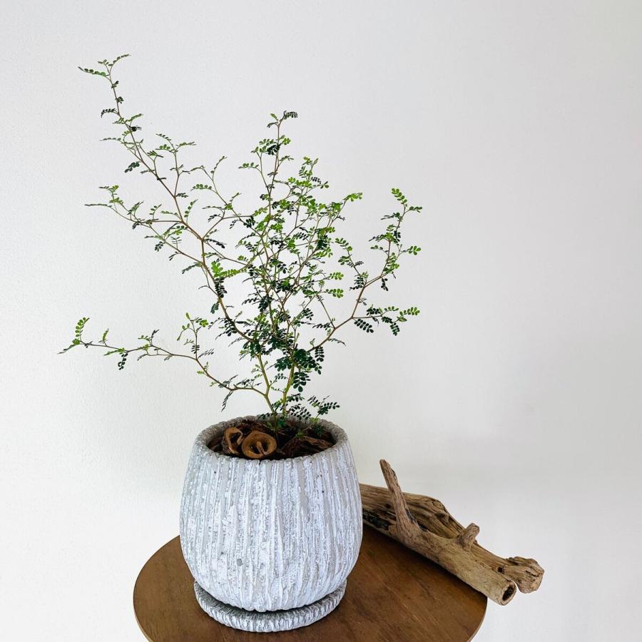 観葉植物　おしゃれ　ソフォラ　メルヘンの木　大型　アンティークjホワイト陶器鉢　受け皿付き　5号 |  | 03