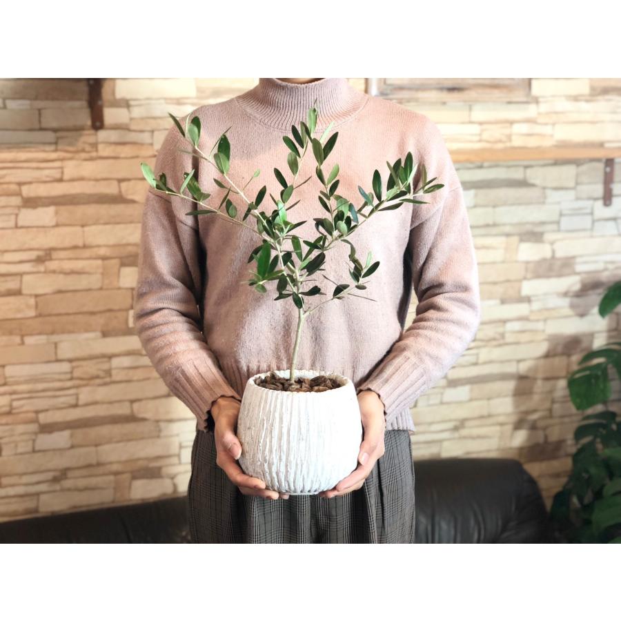 観葉植物　おしゃれ　オリーブ　アンティークホワイト陶器鉢　受け皿付き　5号　引っ越し　母の日　ギフト | 