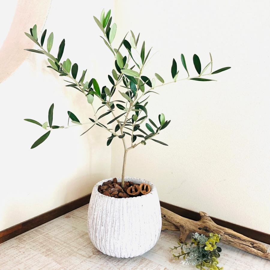 観葉植物　おしゃれ　オリーブ　アンティークホワイト陶器鉢　受け皿付き　5号　引っ越し　母の日　ギフト |  | 01