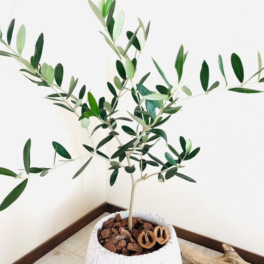 観葉植物　おしゃれ　オリーブ　アンティークホワイト陶器鉢　受け皿付き　5号　引っ越し　母の日　ギフト |  | 02