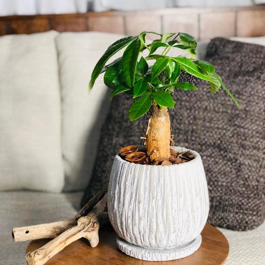 観葉植物　おしゃれ パキラ  アンティークホワイト陶器鉢　受け皿付き　5号　引っ越し　インテリア　 | 