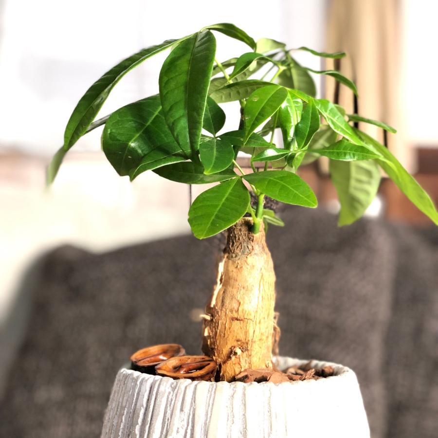 観葉植物　おしゃれ パキラ  アンティークホワイト陶器鉢　受け皿付き　5号　引っ越し　インテリア　 |  | 01