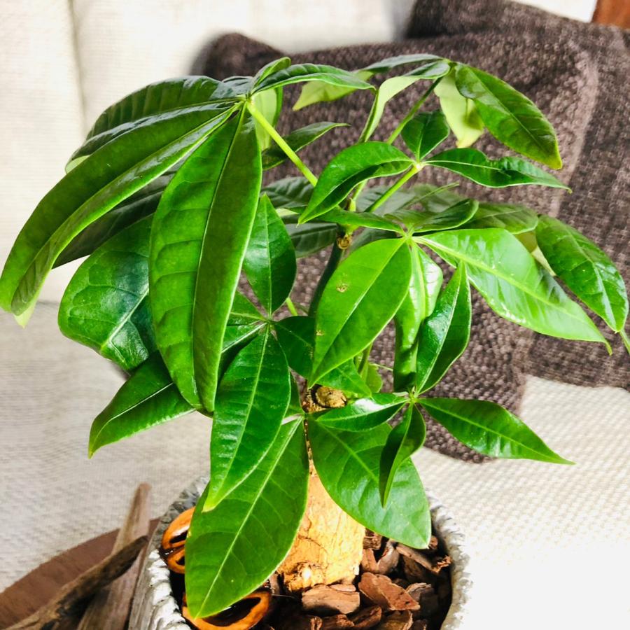 観葉植物　おしゃれ パキラ  アンティークホワイト陶器鉢　受け皿付き　5号　引っ越し　インテリア　 |  | 02