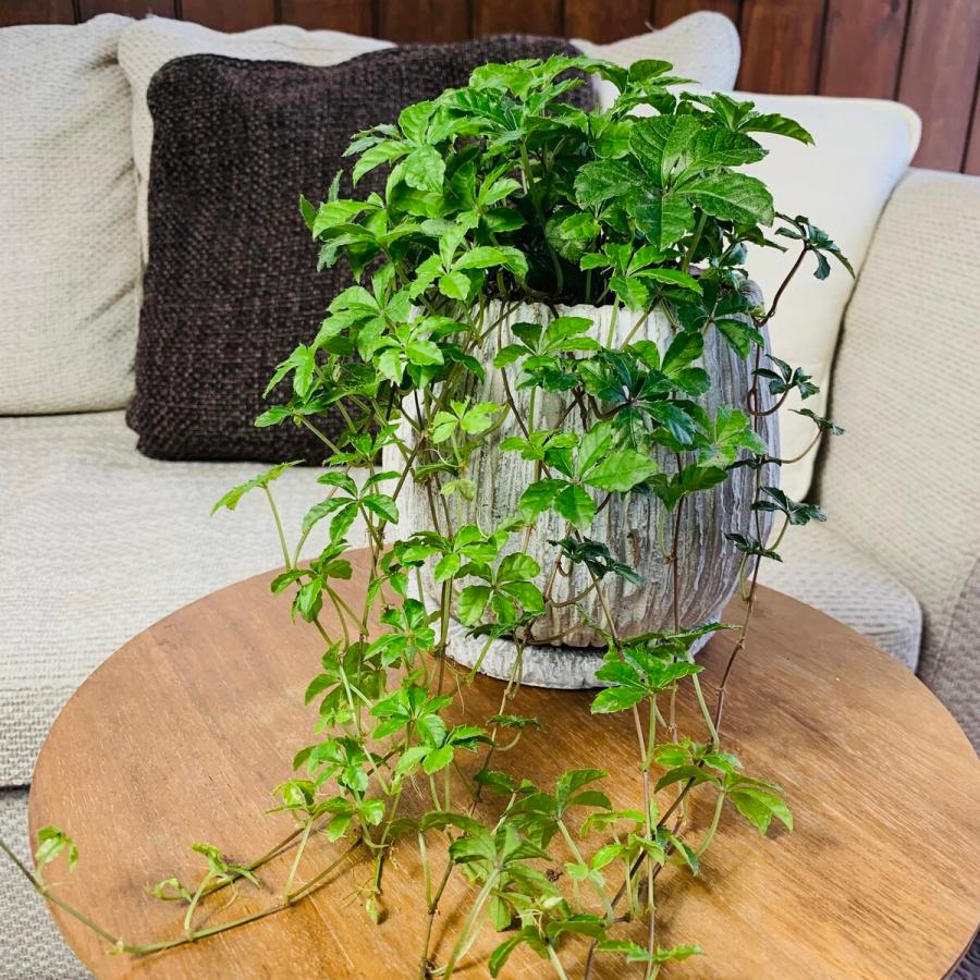 観葉植物　おしゃれ　シュガーバイン　ボリュームいっぱい　ホワイトアンティーク陶器鉢　受け皿付き　5号　ギフト　インテリア　 |  | 02