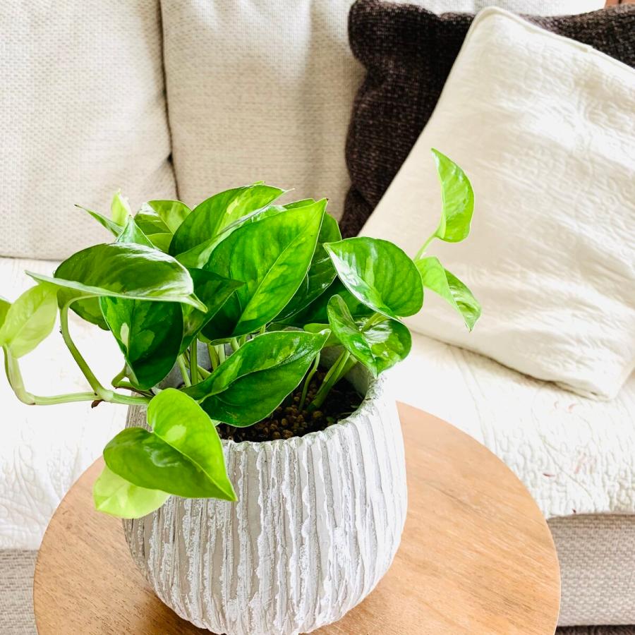 観葉植物　おしゃれ　ポトス　グローバルグリーン  アンティークホワイトの陶器鉢　受け皿付き　5号 | 
