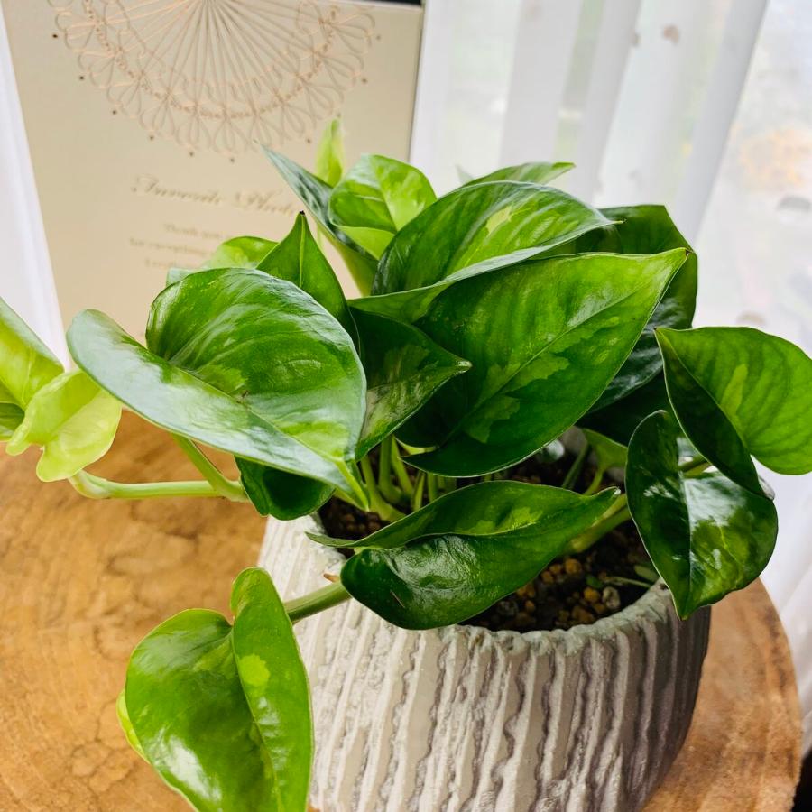 観葉植物　おしゃれ　ポトス　グローバルグリーン  アンティークホワイトの陶器鉢　受け皿付き　5号 |  | 02