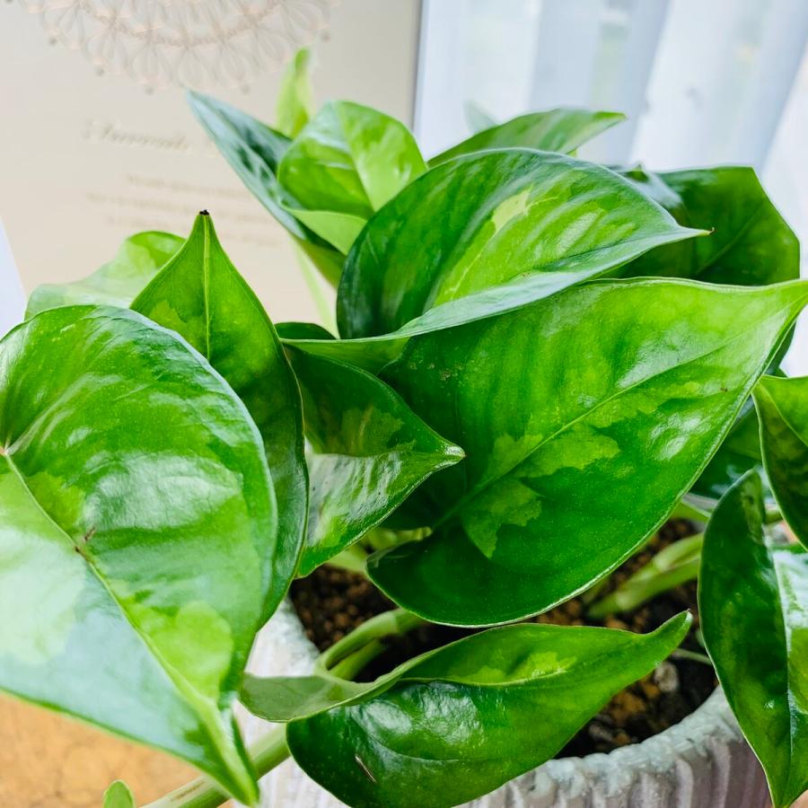 観葉植物　おしゃれ　ポトス　グローバルグリーン  アンティークホワイトの陶器鉢　受け皿付き　5号 |  | 03