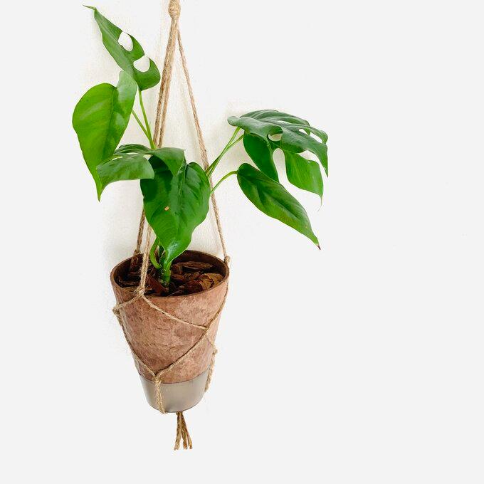 おしゃれ　観葉植物　吊り下げ　モンステラ ミニマ　4号　受け皿キャップ付き　木の香りがする鉢 | 