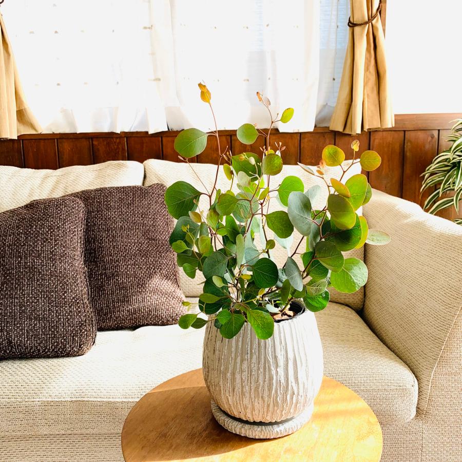 観葉植物　おしゃれ　ユーカリ　ポポラス　アンティーク陶器鉢　受け皿付き　5号 | 