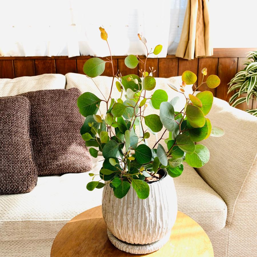 観葉植物　おしゃれ　ユーカリ　ポポラス　アンティーク陶器鉢　受け皿付き　5号 |  | 01