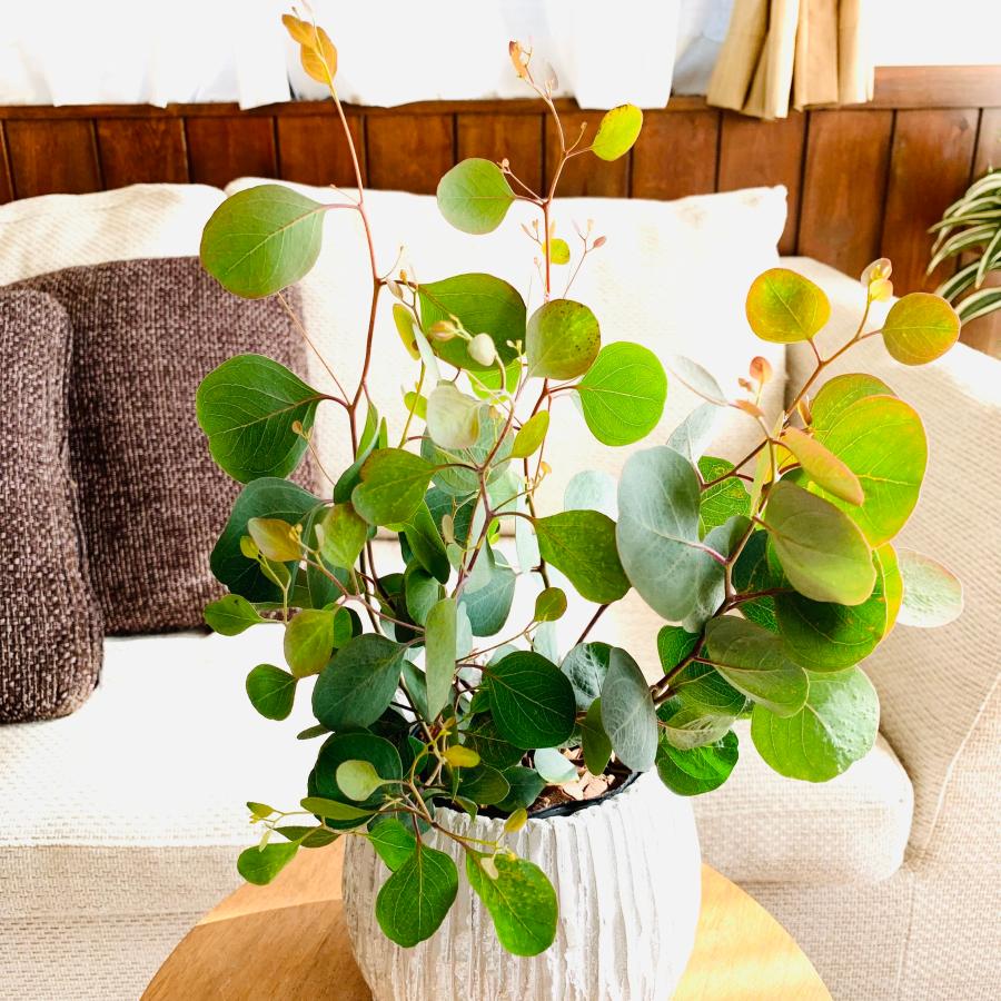 観葉植物　おしゃれ　ユーカリ　ポポラス　アンティーク陶器鉢　受け皿付き　5号 |  | 02