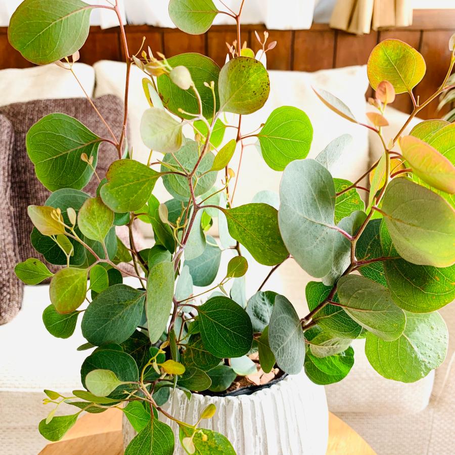 観葉植物　おしゃれ　ユーカリ　ポポラス　アンティーク陶器鉢　受け皿付き　5号 |  | 03