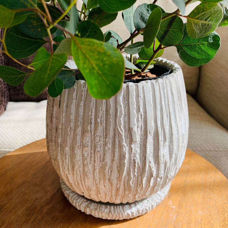 観葉植物　おしゃれ　ユーカリ　ポポラス　アンティーク陶器鉢　受け皿付き　5号 |  | 04