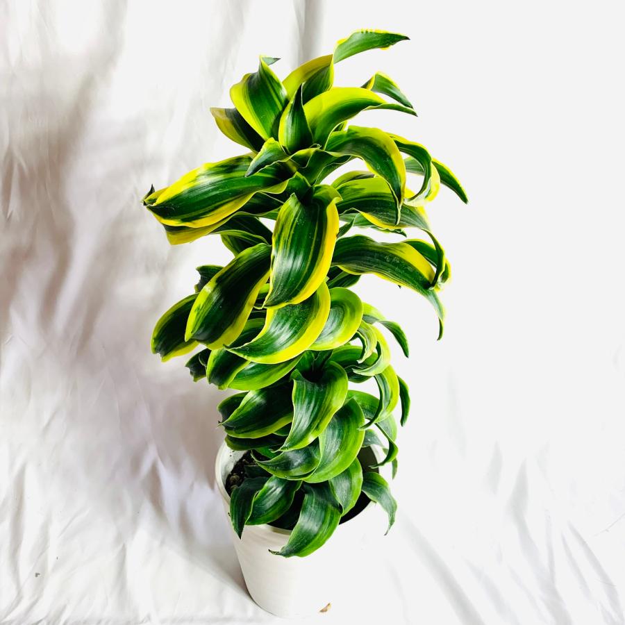観葉植物 おしゃれ ドラセナ トルネード 大型 6号 インテリア 玄関