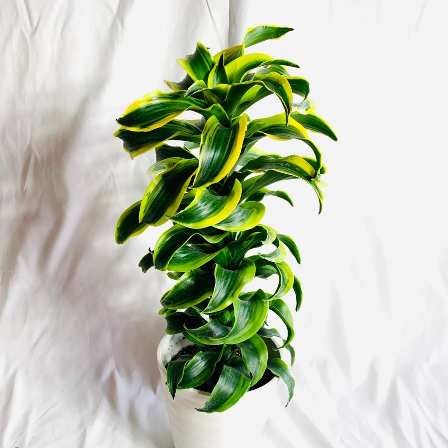 観葉植物 おしゃれ ドラセナ トルネード 大型 6号 インテリア 玄関