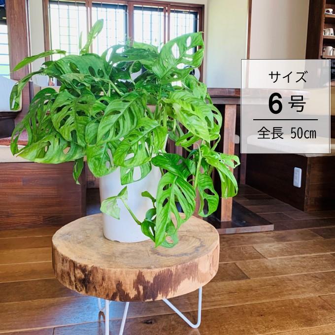 観葉植物 おしゃれ モンステラ マドカズラ 白プラ鉢 6号 インテリア