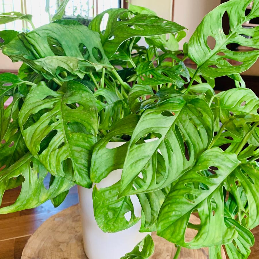 観葉植物 おしゃれ モンステラ マドカズラ 白プラ鉢 6号 インテリア