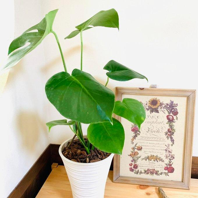 観葉植物 おしゃれ モンステラ おしゃれな軽量ホワイトロング鉢 6号