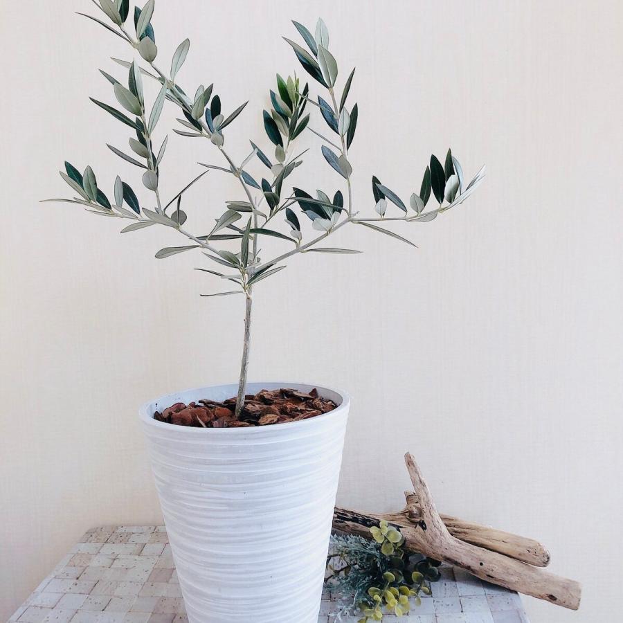 観葉植物　おしゃれ　オリーブの木　おしゃれな軽量ロング鉢　　受け皿付き　5号　ガーデニング　インテリア　 |  | 01