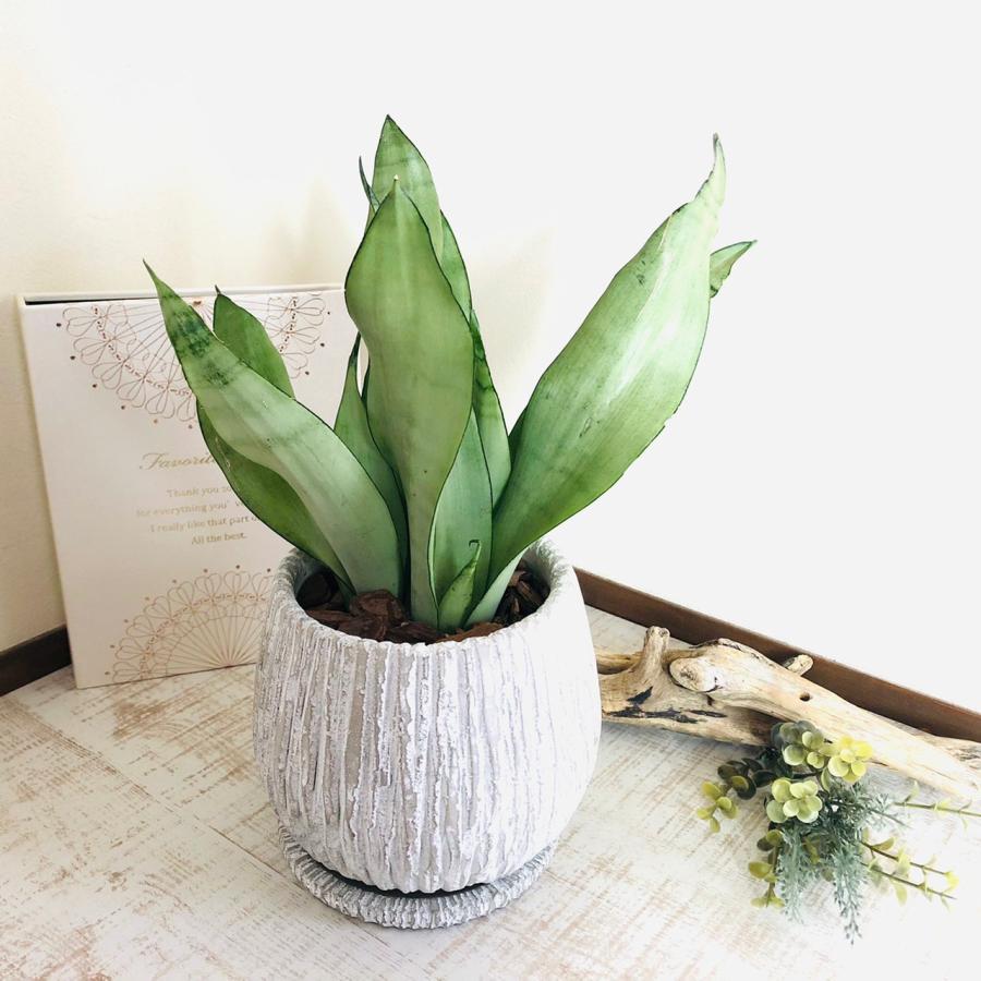 観葉植物　サンスベリア シルバーキング アンティーク陶器鉢　受け皿付き　5号 | 