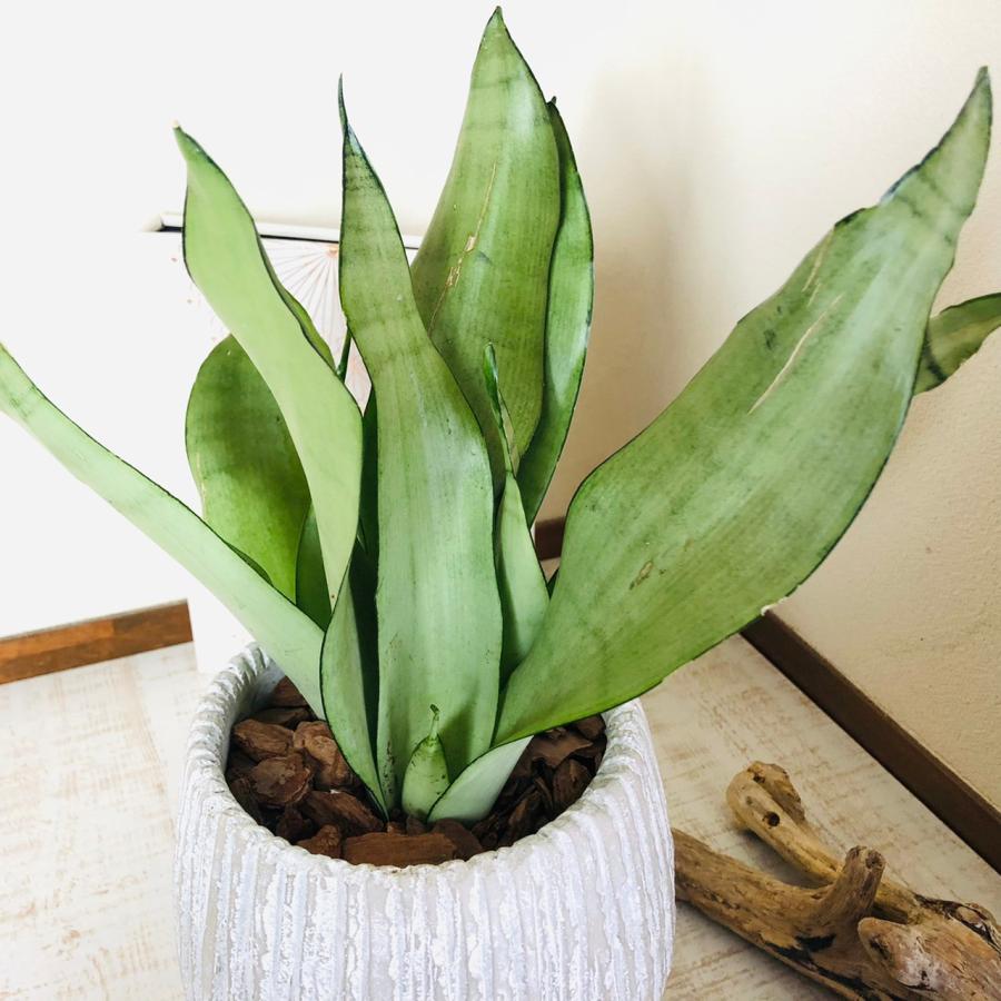 観葉植物　サンスベリア シルバーキング アンティーク陶器鉢　受け皿付き　5号 |  | 01