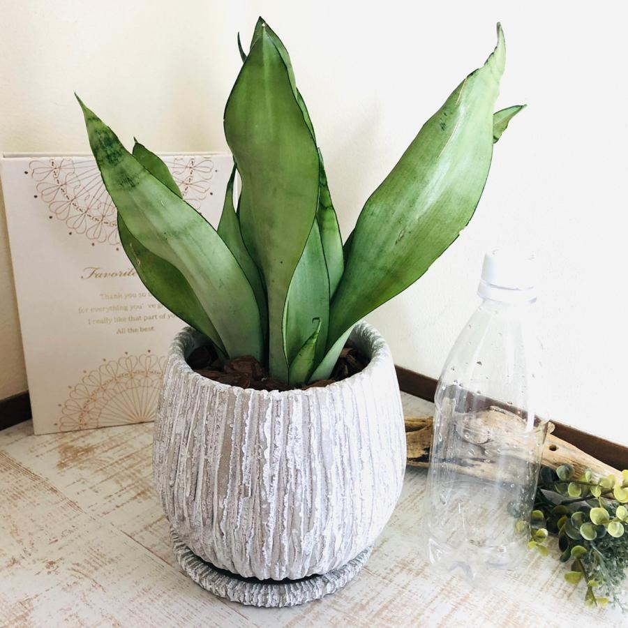 観葉植物　サンスベリア シルバーキング アンティーク陶器鉢　受け皿付き　5号 |  | 02