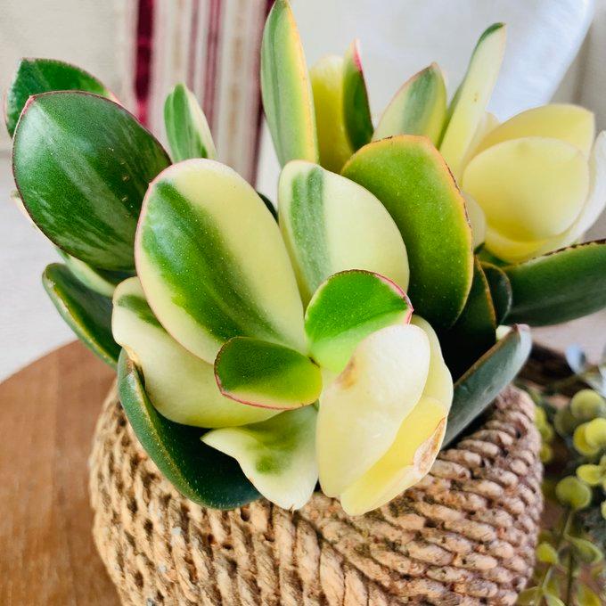 観葉植物　おしゃれ　多肉植物　金運　インテリア　金のなる木 斑入り　ロープ編み模様の陶器鉢　 |  | 03
