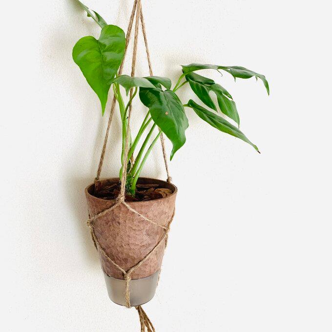 おしゃれ　観葉植物　吊り下げ　モンステラ　スパニッシュモス　エアプランツ　木の香りがする鉢　壁掛け　室内　引っ越し |  | 01