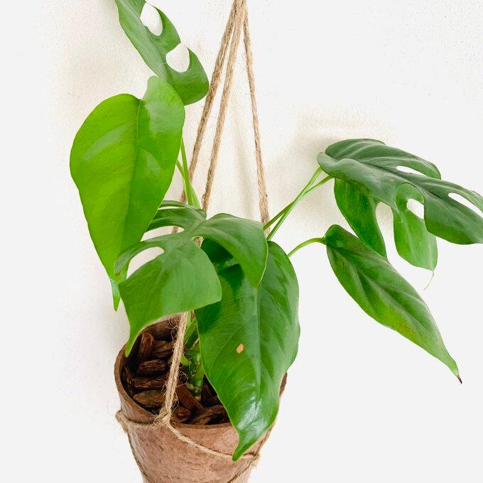 おしゃれ　観葉植物　吊り下げ　モンステラ　スパニッシュモス　エアプランツ　木の香りがする鉢　壁掛け　室内　引っ越し |  | 02