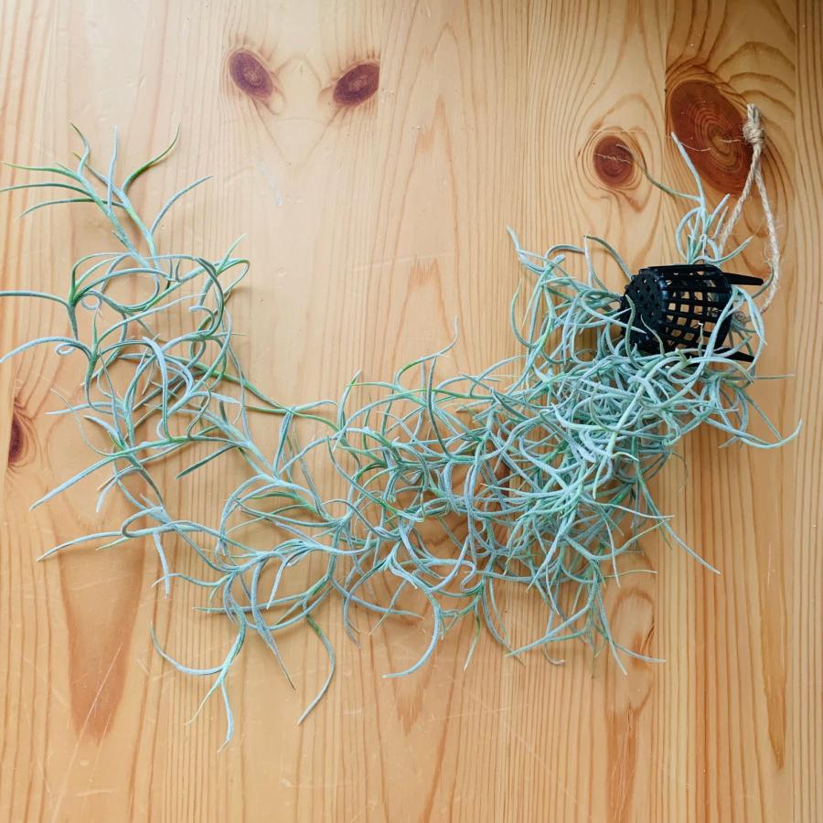 おしゃれ　観葉植物　吊り下げ　モンステラ　スパニッシュモス　エアプランツ　木の香りがする鉢　壁掛け　室内　引っ越し |  | 05