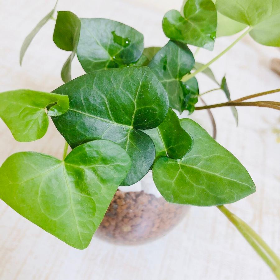 ハートアイビー ラウンドグラス ハイドロカルチャー ヘデラ 観葉植物 インテリア 引っ越し祝い 開店祝い ギフト 2 Lovely Pocket 通販 Yahoo ショッピング