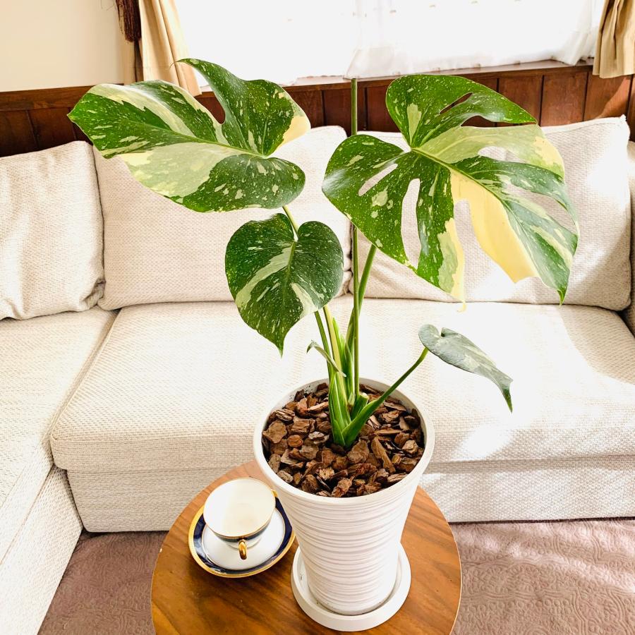 観葉植物 おしゃれ モンステラ バリエガータ 斑入り スラッシュ模様の